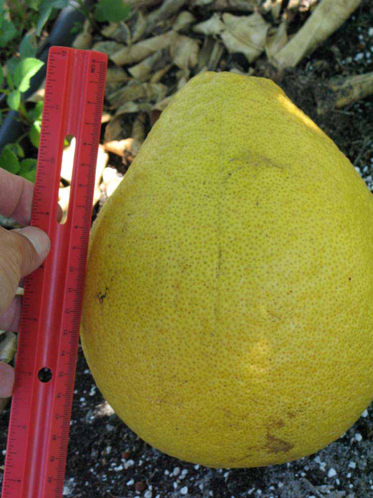              Fruit (Large Pink, Winter Haven, FL)       